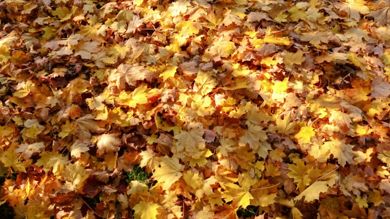 明黄色的干枫叶背景。秋天的风景。在脚上。明亮的自然颜色。秋叶季节的细节。视频片段。阳光明媚的一天。太阳的光芒。前视图。副本的空间。