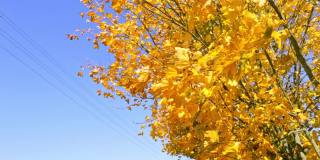 蓝色的天空衬托着黄色的枫叶。秋天的风景。大自然的鲜艳色彩。秋叶季节的细节。视频片段。阳光明媚的一天。天气预报。一个好心情。以上的观点。副本的空间。