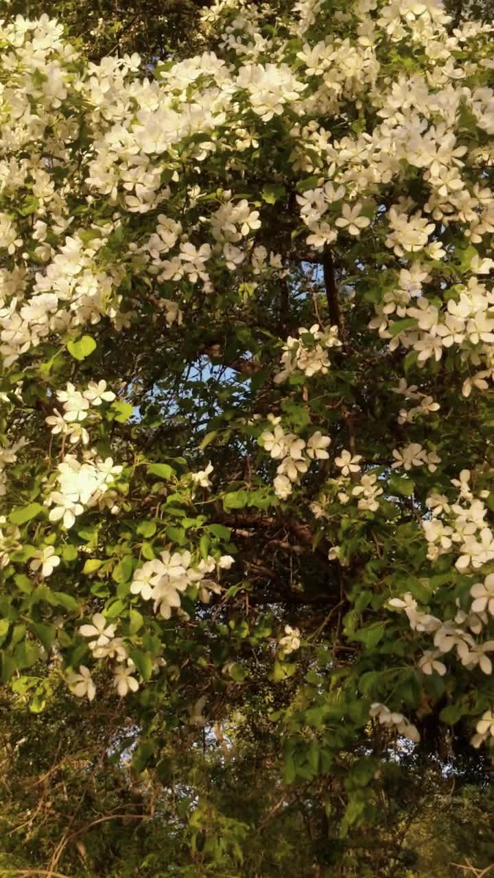 盛开的树枝在夕阳的光线和蜜蜂授粉的花朵