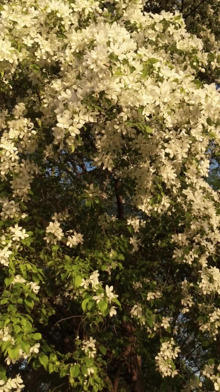 盛开的树枝在夕阳的光线和蜜蜂授粉的花朵
