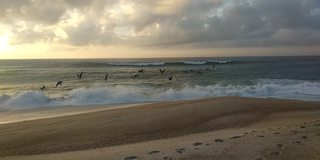 在宁静的海滩上，海鸥在日落时飞越大西洋