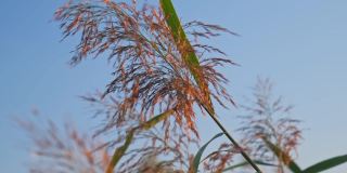 湖岸边高高的芦苇草和甘蔗