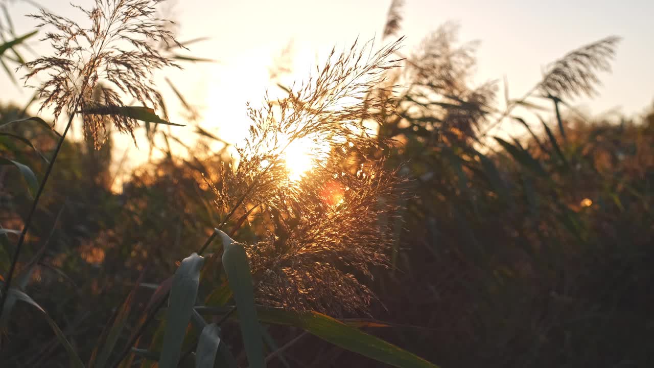 金色日落时，湖岸边高高的芦苇草和甘蔗