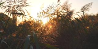 金色日落时，湖岸边高高的芦苇草和甘蔗