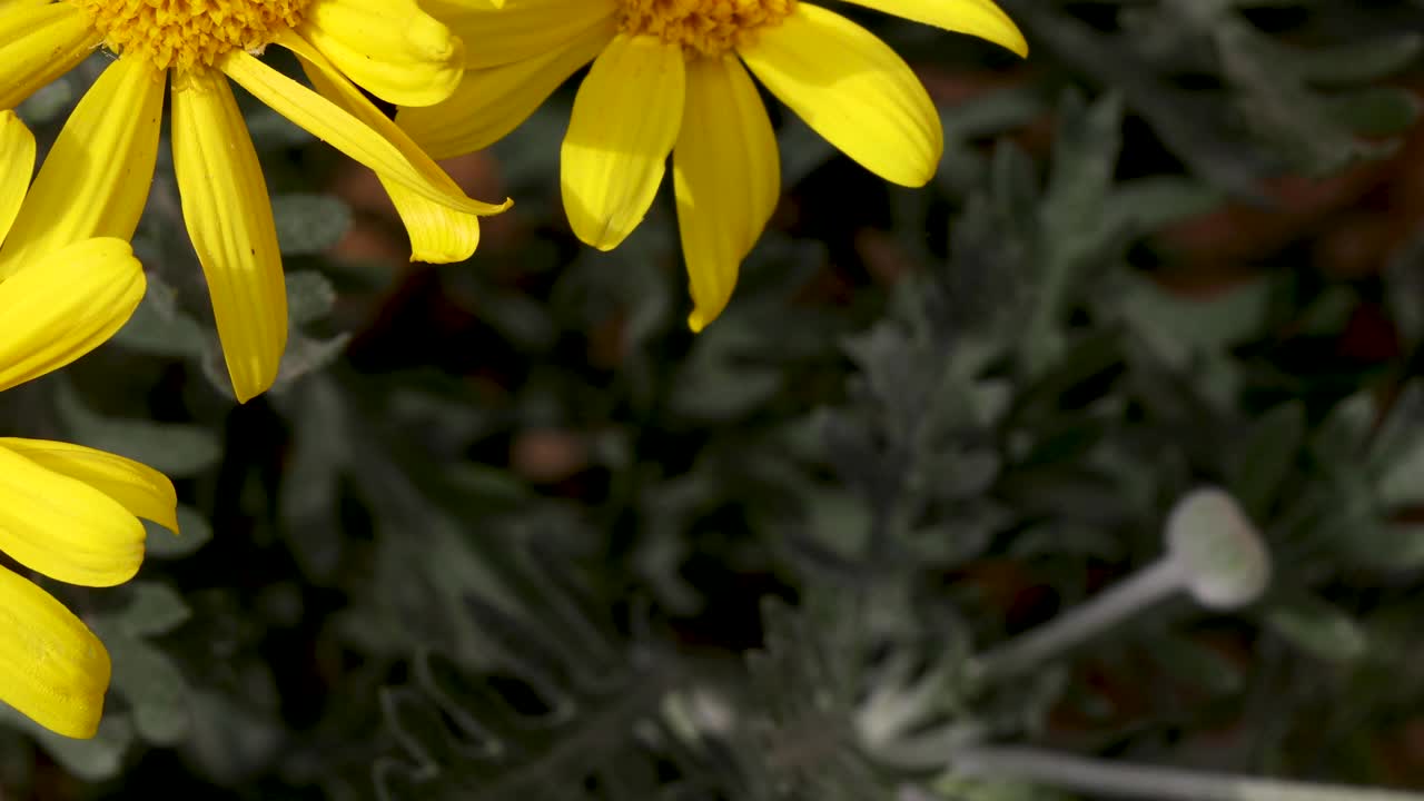 滑向开花的黄菊花姜花