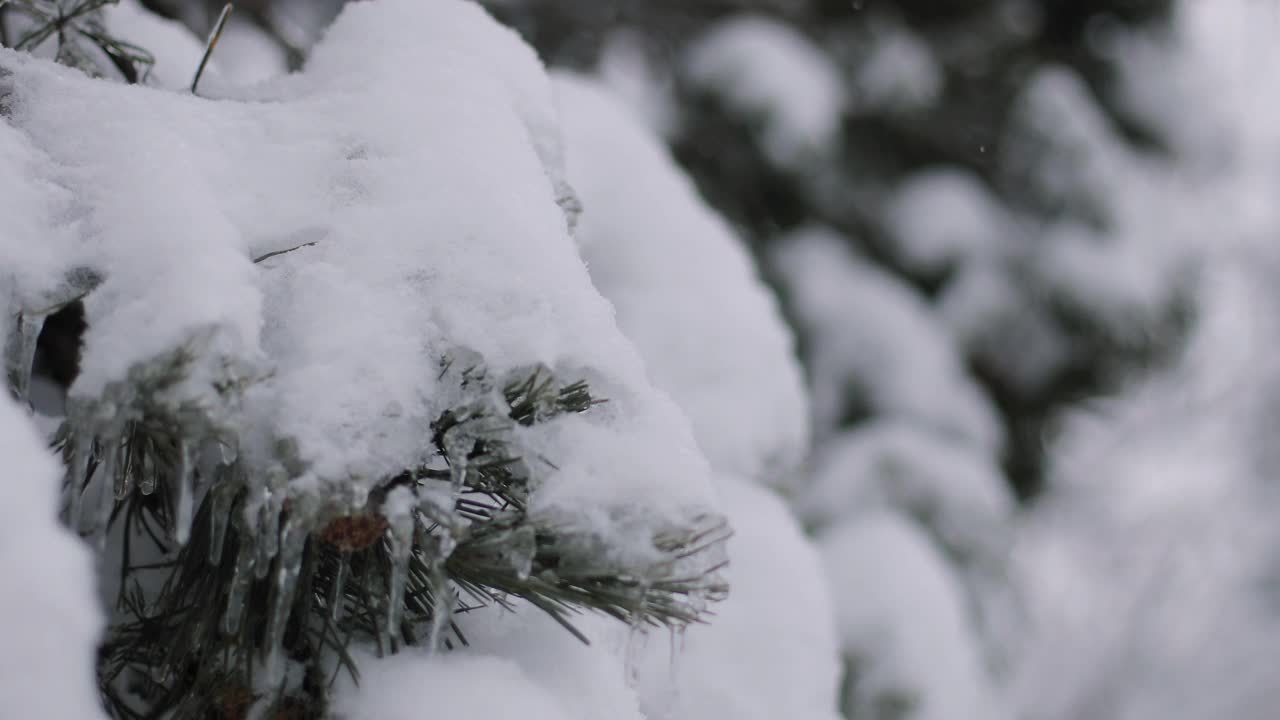 冬天的一天，公园里美丽茂盛的圣诞树树枝上挂满了雪花