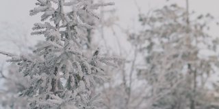 冬天的森林里，冰雪覆盖着冷杉树枝。现场。松树经过大雪，自然在冬天寒冷的季节