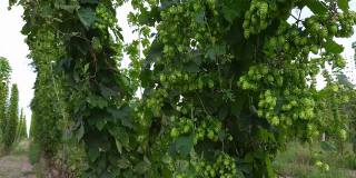 在有风的天气里，在田野上成熟的啤酒花的树枝缠绕在一起