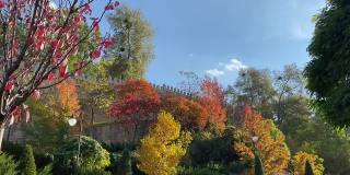 秋天公园里五颜六色的树木，树叶映衬着蓝色的狡黠。秋天美丽的颜色红、黄、金、橙、紫、绿的叶子。秋天田园诗般的自然景观。