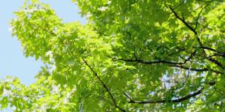 绿色的大枫叶在微风中摇曳。天空蔚蓝，树叶飘动的枫树。静态