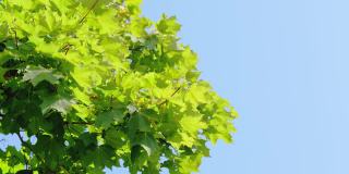 明亮的阳光，新鲜的绿色枫叶枫树孤立在清澈的蓝天背景。静态