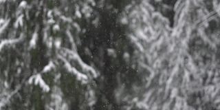 在印度喜马偕尔邦的马纳里，120帧/秒的慢动作镜头，镜头前的雪花飘落到后面的松树上。焦点从降雪到背景中的松树。