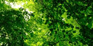 冠的树木。绿色的树顶。绿叶和阳光。美丽的自然背景。绿叶背景。生态学和地球日的概念