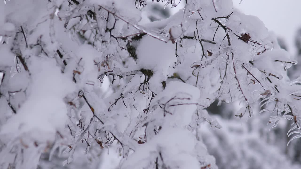 冬天的一天，公园里美丽茂盛的圣诞树树枝上挂满了雪花