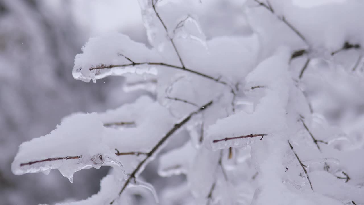 冬天的一天，公园里美丽茂盛的圣诞树树枝上挂满了雪花