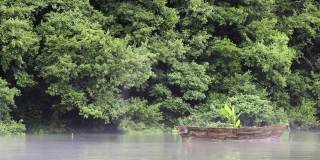一个下雨天，雾蒙蒙的湖面上有一艘古老的木船，里面长着一棵植物。鸭子在前面游泳。