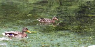 两只鸭子在清澈的湖水中游泳