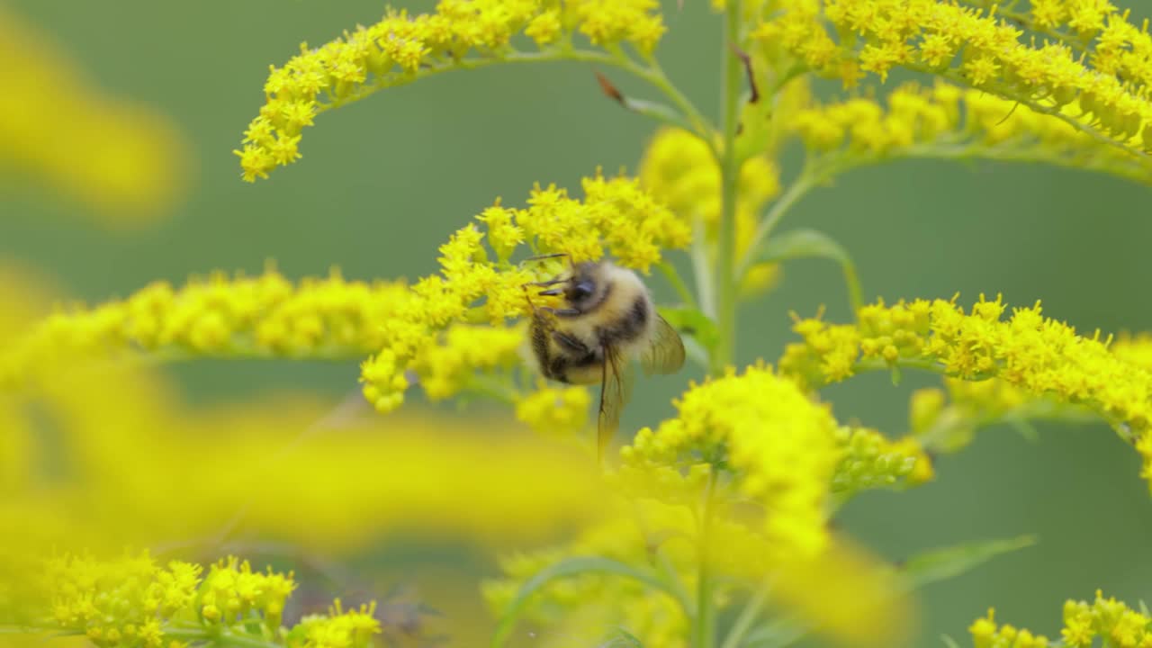 毛茸茸的大黄蜂正在授粉，并从植物的黄色花朵上采集花蜜
