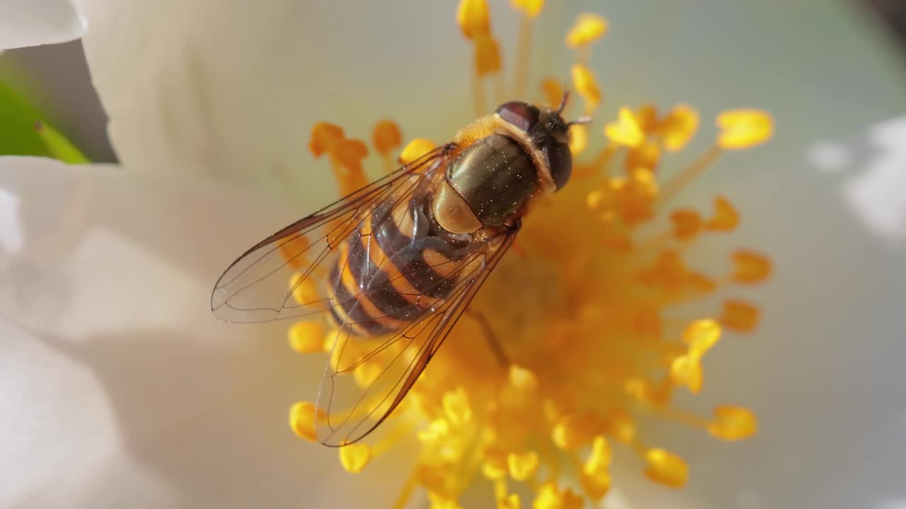 食蚜蝇、花蝇或食蚜蝇，昆虫科食蚜蝇。它们伪装成危险的昆虫黄蜂和蜜蜂。许多种类的成虫主要以花蜜和花粉为食。