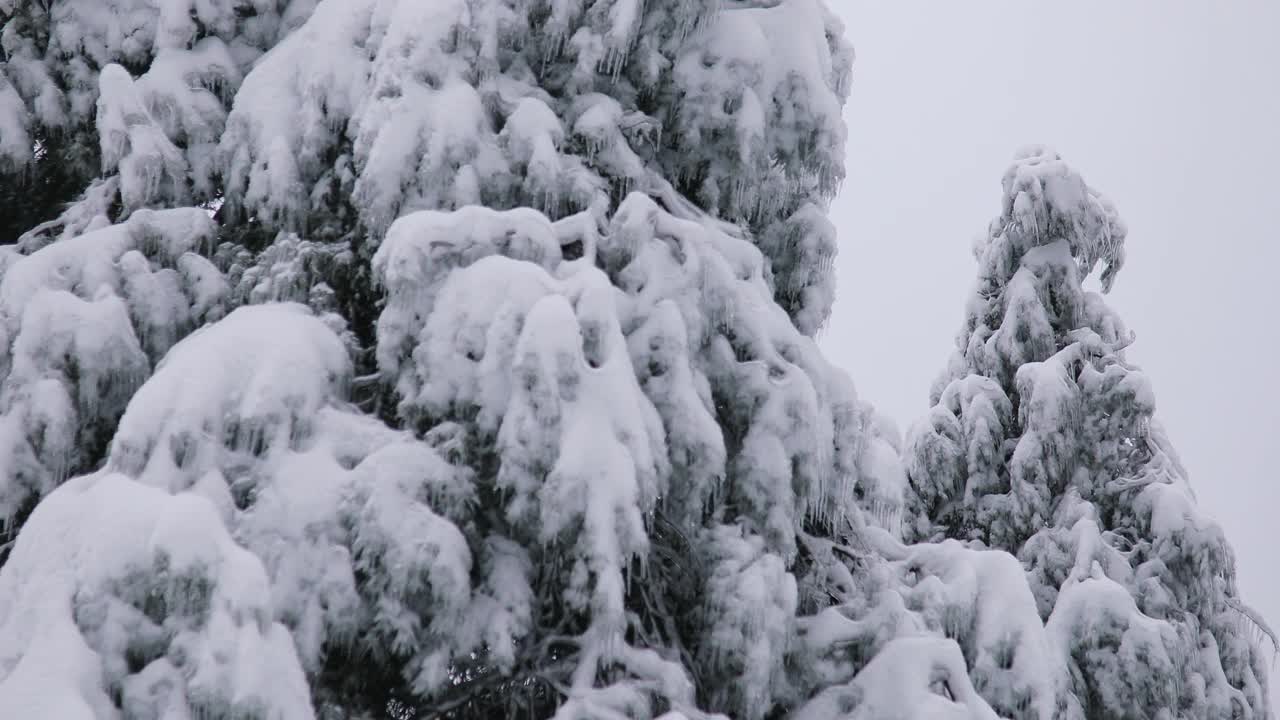 冬天的一天，公园里美丽茂盛的圣诞树树枝上挂满了雪花