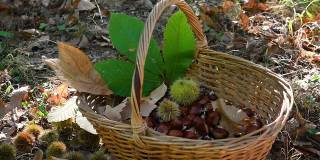 栗子落在柳条篮子里，篮子里有刺猬和栗子绿叶。秋天的季节。收获时间。典型的秋季新鲜水果。
