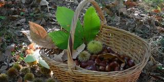 男人的手把栗子放在一个柳条篮子里，篮子里有绿色的栗子刺猬和树叶。秋天的季节。收获时间。典型的秋季新鲜水果。