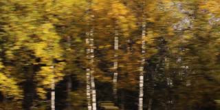 黄黄的秋树正在快速地移动，从汽车或公共汽车的窗口望去，秋意轿车旅行。