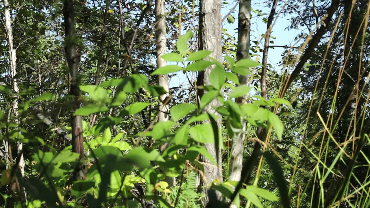 森林灌丛与明亮的绿色植物特写，选择性聚焦，夏天的风在一个明亮的阳光灿烂的日子。