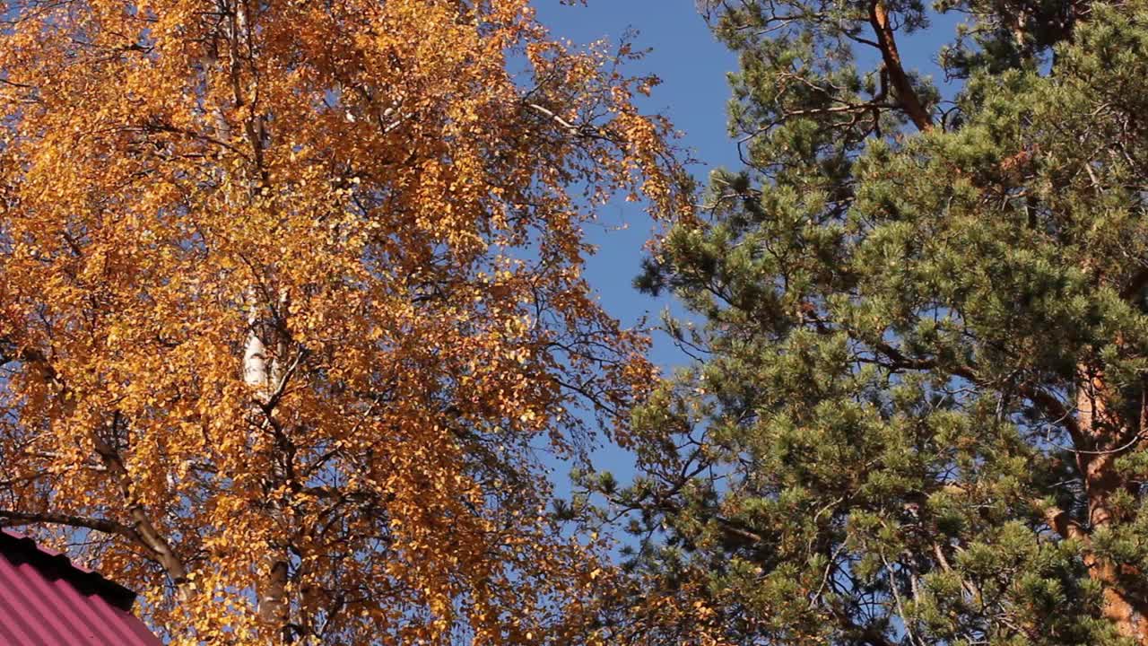 秋天的树木带着嫩黄的叶子和嫩绿的松针，映衬着美丽的蓝天，暖洋洋的秋日。