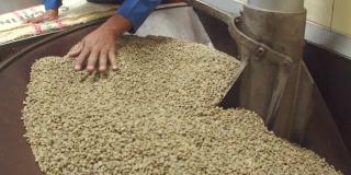 工人们分发咖啡豆的慢动作