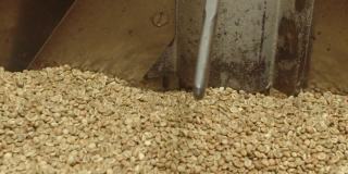 生阿拉比卡咖啡豆在烘焙机中的慢动作