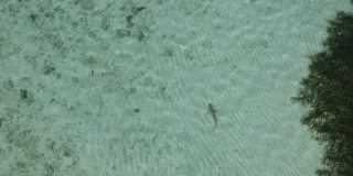 在马尔代夫用无人机拍摄鲨鱼游泳
