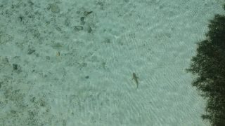 在马尔代夫用无人机拍摄鲨鱼游泳视频素材模板下载