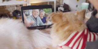 视频通话到家庭社会距离概念，亚洲女性手势和问候与爱和幸福的交谈，从平板电脑和小狗朋友voip在线交谈
