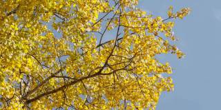 在爱沙尼亚刮风的日子里，黄叶的apsen树