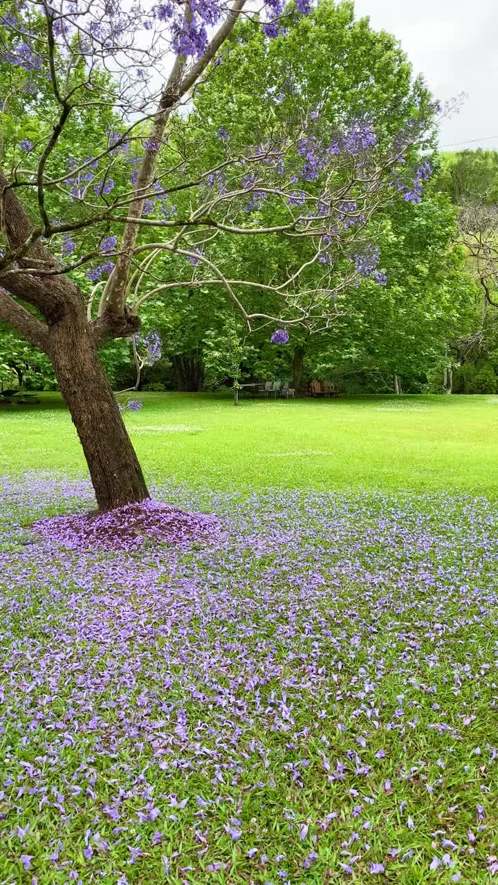 视频紫色蓝花楹在围场与绿色的草，木材栅栏和紫色的花瓣在草地上。澳大利亚昆士兰黄金海岸