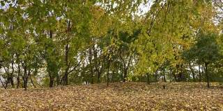 秋天公园里金黄的树叶在风中摇曳。秋高气爽的自然风光。