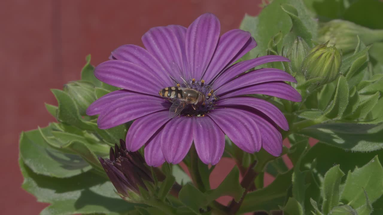 瑞典斯堪的那维亚半岛一个阳光明媚的夏日，紫色花朵上的黄蜂慢动作
