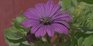 瑞典斯堪的那维亚半岛一个阳光明媚的夏日，紫色花朵上的黄蜂慢动作