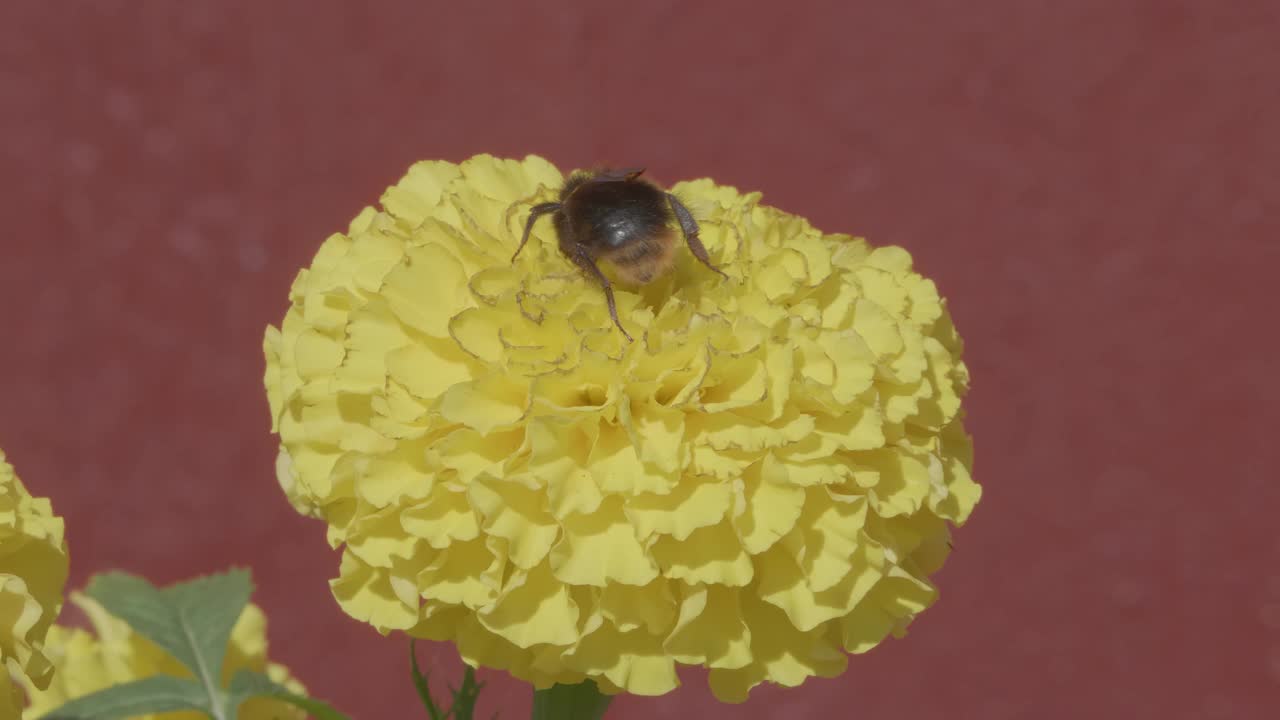 在瑞典的斯堪的那维亚半岛，一个阳光明媚的夏日，大黄蜂在黄色的花上慢动作