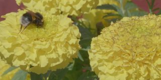 在瑞典的斯堪的那维亚半岛，一个阳光明媚的夏日，大黄蜂在黄色的花上慢动作