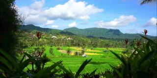 观看稻田和小山的时间推移视频。巴厘岛Karangasem偏远的塞德门的自然美景。巴厘岛风景视频。