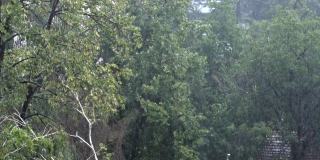 大雨。手持视频。背景是城市地区的树木