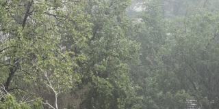 大雨。乡村的树木以强风为背景