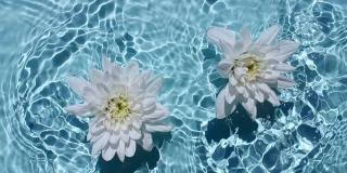 白色的菊花在水面和波浪在蓝色背景。阳光和阴影。纯蓝色的水与反射阳光和阴影慢动作。情人节
