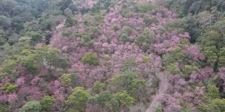 无人机拍摄的视频显示，山的一些颜色变成了粉红色。