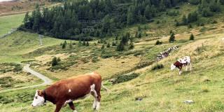一群在牧场上行走的牛