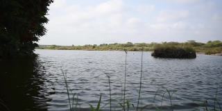 在季风季节，拉杰果特的尼亚里水坝充满了水。绿树成荫，湖水满湖