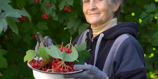 快乐美丽的大姐手捧红的野蔷薇浆果，在花园的树旁向大家展示，快乐的退休生活