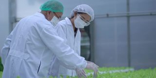 工人工程师在检查温室农场的植物。在有机农场，科学家手持设备进行研究。水培菜田的质量控制。测试和收集化学数据。